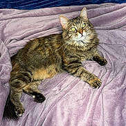 Mama joined the competition — help win amazing prizes! cat, tabby, feline, pet, animal, indoor, relaxing, blanket, couch, fur, whiskers, green_eyes, soft_texture, purple_blanket, blue_couch, resting, cute, domestic_animal, looking_up, cozy