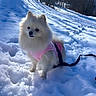 Neige a rejoint le concours — aidez-le/la à gagner de superbes lots ! dog, pomeranian, fluffy, white_fur, pink_harness, snow, winter, outdoor, forest, trees, sunlight, snowy_slope, leash, standing, small_dog, pet, animal, portrait, nature, cold_weather