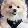 Neige participe au concours pour gagner de l'argent avec cette photo : dog, puppy, fluffy, cream_colored, small_breed, pomeranian, portrait, close_up, furry, smiling, tongue_out, black_harness, pet, indoors, colorful_background, blurred_background, cute, happy, animal, photography