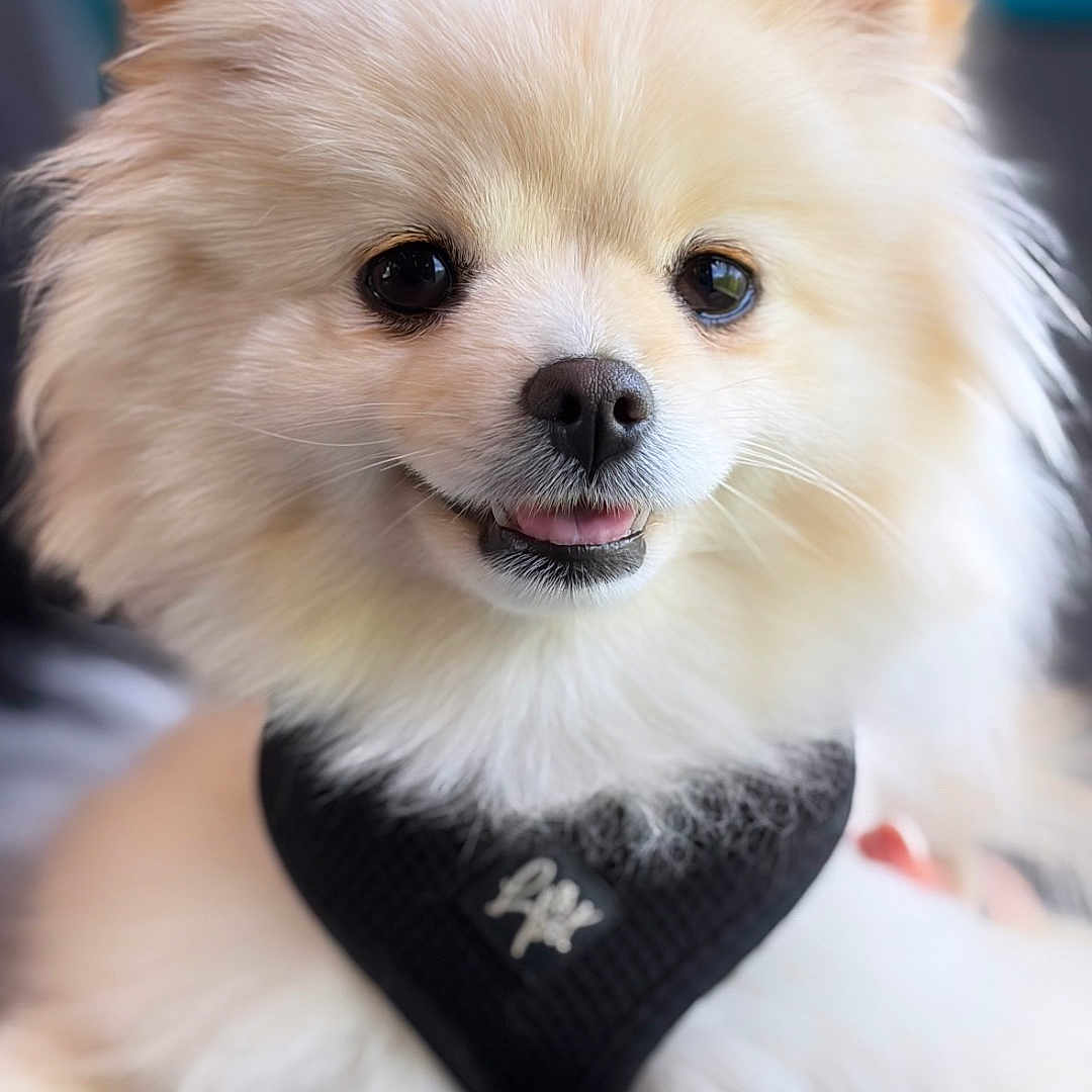 Neige participe au concours pour gagner de l'argent avec cette photo : dog, puppy, fluffy, cream_colored, small_breed, pomeranian, portrait, close_up, furry, smiling, tongue_out, black_harness, pet, indoors, colorful_background, blurred_background, cute, happy, animal, photography