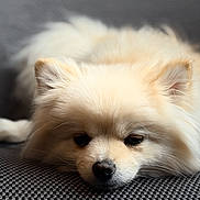 Neige participe au concours pour gagner de l'argent avec cette photo : dog, puppy, fluffy, cream_colored, small_dog, sleepy, resting, lying_down, face, eyes, nose, ears, fur, cushion, upholstery, indoor, portrait, close_up, cozy, cute