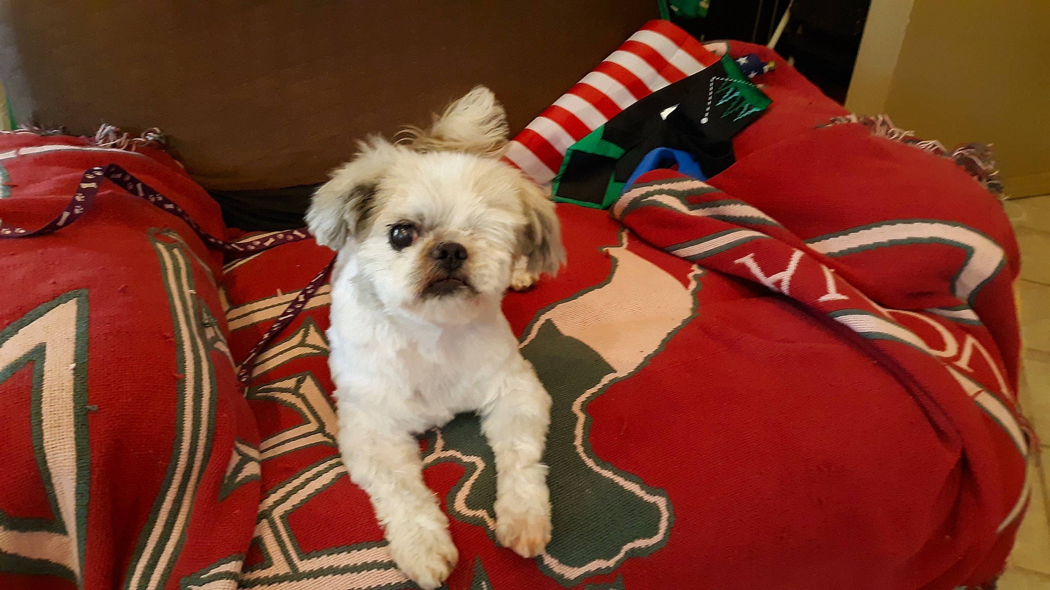 Cannoli is registered to the contest to win money with this photo: bichon, canidae, carnivore, comfort, companion_dog, dog, dog_breed, dog_supply, fawn, fur, linens, pet_supply, pillow, poodle_crossbreed, shih_poo, small_terrier, sporting_group, terrier, toy_dog, working_animal