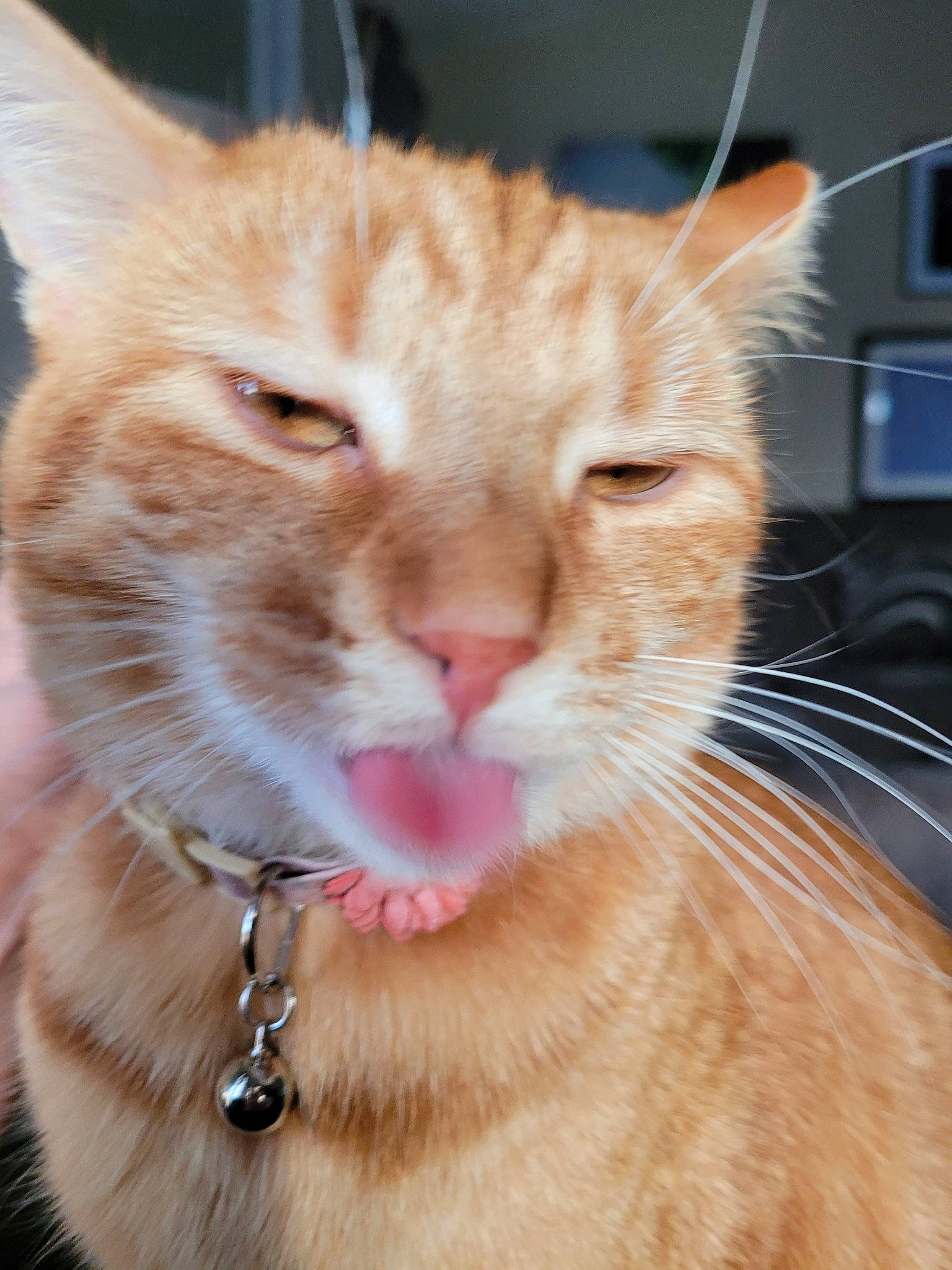 Echo is registered to the contest to win money with this photo: bathroom, carnivore, cat, claw, close_up, collar, domestic_short_haired_cat, ear, eyelash, fawn, felidae, fur, jewellery, paw, small_to_medium_sized_cats, snout, tail, terrestrial_animal, whiskers, window