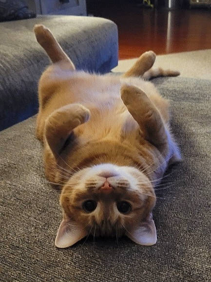 Echo is registered to the contest to win money with this photo: canidae, carnivore, cat, comfort, companion_dog, dog_breed, fawn, felidae, floor, flooring, foot, hardwood, human_leg, paw, small_to_medium_sized_cats, snout, sporting_group, tail, whiskers, wood