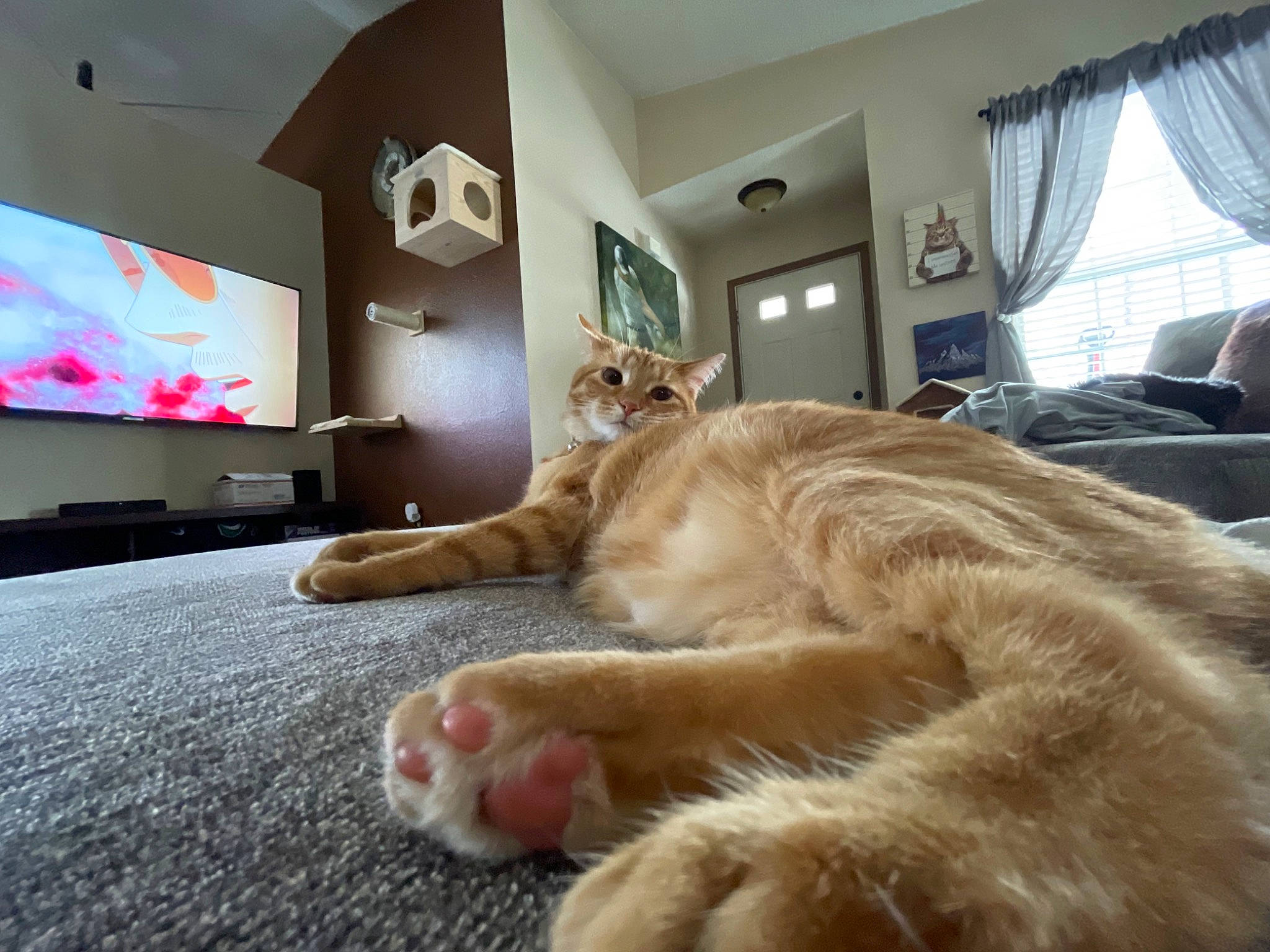 Echo is registered to the contest to win money with this photo: bed, carnivore, cat, comfort, companion_dog, couch, curtain, dog_breed, fawn, felidae, flooring, fur, human_leg, living_room, picture_frame, small_to_medium_sized_cats, tail, television, whiskers, window