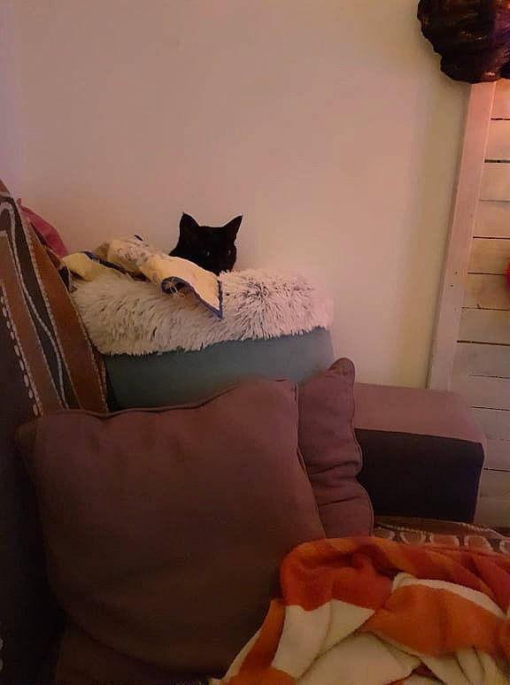 Luna participe au concours pour gagner de l'argent avec cette photo : bed, bed_sheet, bedding, bedroom, brown, cat, comfort, felidae, floor, flooring, grey, hardwood, light_switch, linens, nightstand, pillow, room, textile, tints_and_shades, wood