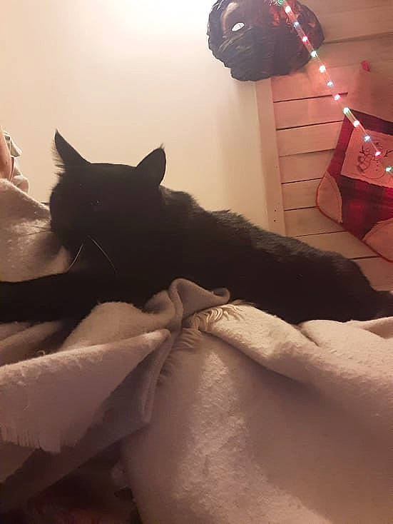 Luna a rejoint le concours — aidez-le/la à gagner de superbes lots ! bed, carnivore, comfort, darkness, felidae, floor, flooring, fur, human_leg, lamp, leg, light, linens, room, shoulder, small_to_medium_sized_cats, tail, television, tints_and_shades, whiskers