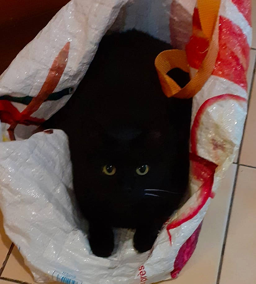 Luna a rejoint le concours — aidez-le/la à gagner de superbes lots ! bag, black_cat, bombay, carmine, carnivore, cat, comfort_food, domestic_short_haired_cat, fashion_accessory, felidae, fur, ingredient, packaging_and_labeling, paper, paper_bag, paper_product, small_to_medium_sized_cats, snout, tail, whiskers