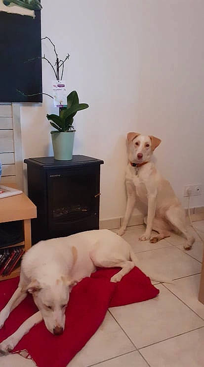 Tilda a rejoint le concours — aidez-le/la à gagner de superbes lots ! carnivore, comfort, companion_dog, dog, dog_breed, fawn, floor, flooring, flowerpot, hardwood, houseplant, interior_design, mammal, plant, snout, sporting_group, tail, vertebrate, wood, working_animal