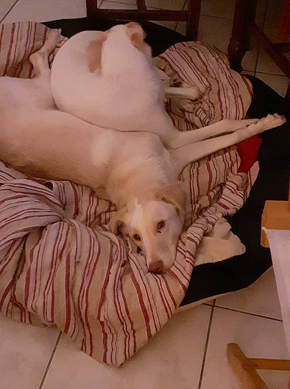 Tilda a rejoint le concours — aidez-le/la à gagner de superbes lots ! canidae, carnivore, comfort, companion_dog, dog, dog_breed, duvet, fawn, felidae, flooring, fur, hardwood, room, small_to_medium_sized_cats, sporting_group, tail, toy, toy_dog, wood, working_animal