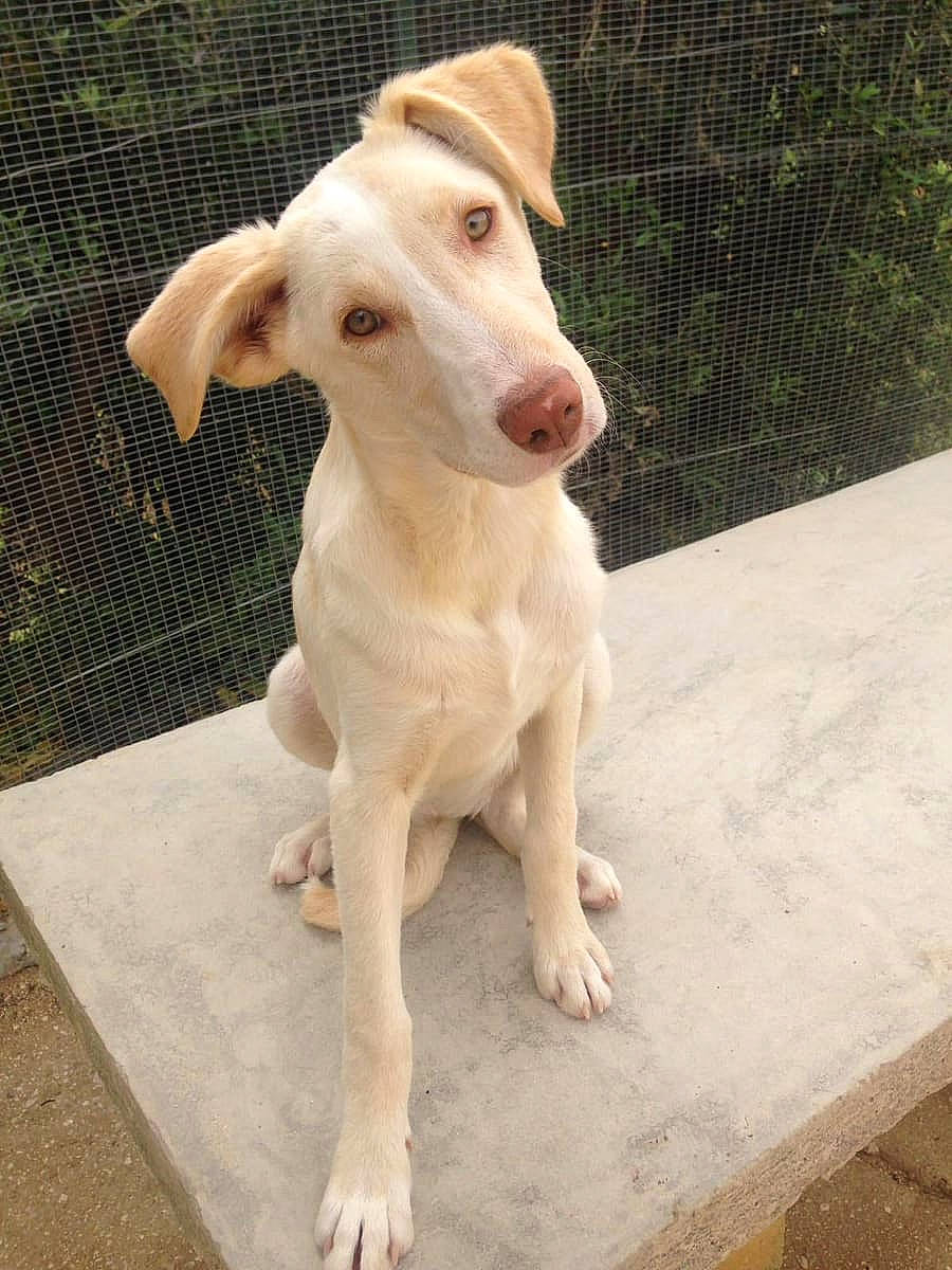 Tilda a rejoint le concours — aidez-le/la à gagner de superbes lots ! canidae, carnivore, companion_dog, dog, dog_breed, eye, fence, flooring, hunting_dog, ingredient, non_sporting_group, paw, pet_supply, puppy, sporting_group, tail, terrestrial_animal, whiskers, wood, working_animal