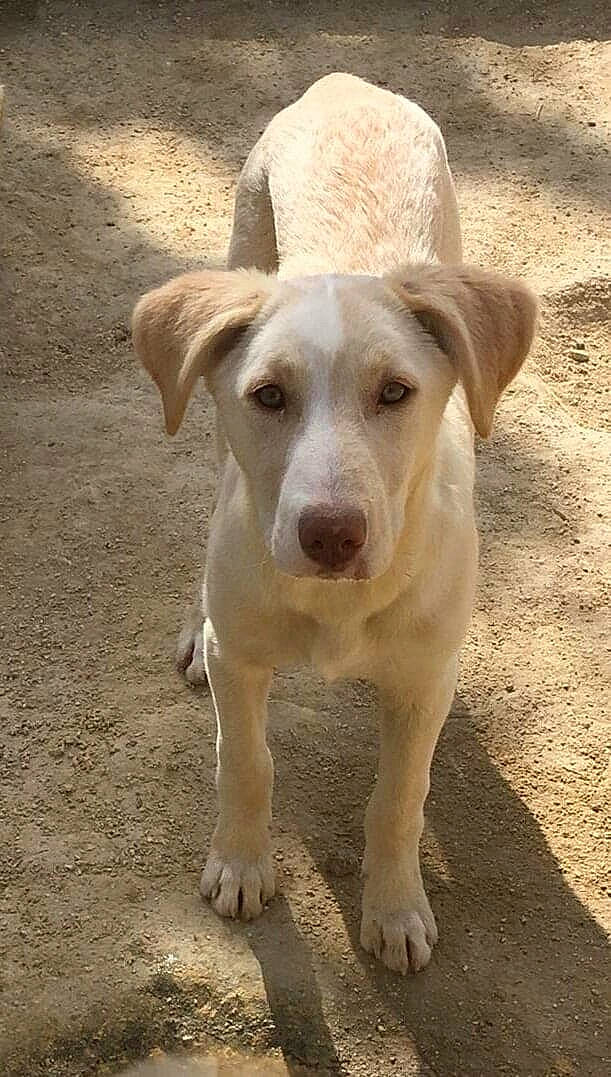 Tilda participe au concours pour gagner de l'argent avec cette photo : canidae, carnivore, companion_dog, dog, dog_breed, dog_collar, ear, fawn, hat, landscape, snout, soil, sporting_group, street_dog, sun_hat, tail, terrestrial_animal, whiskers, wildlife, working_animal