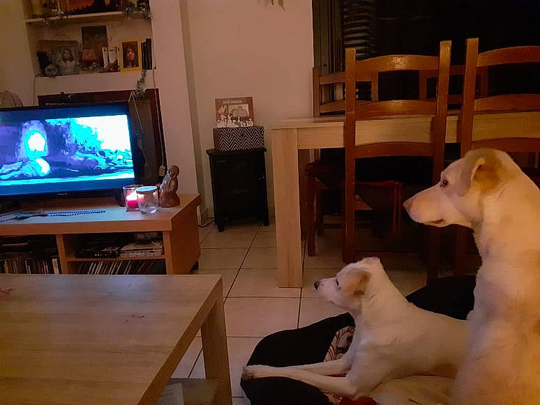 Tilda a rejoint le concours — aidez-le/la à gagner de superbes lots ! cable_television, carnivore, chair, comfort, companion_dog, desk, dog, dog_breed, entertainment_center, flat_panel_display, flooring, furniture, hardwood, home_appliance, living_room, output_device, table, television, television_set, wood