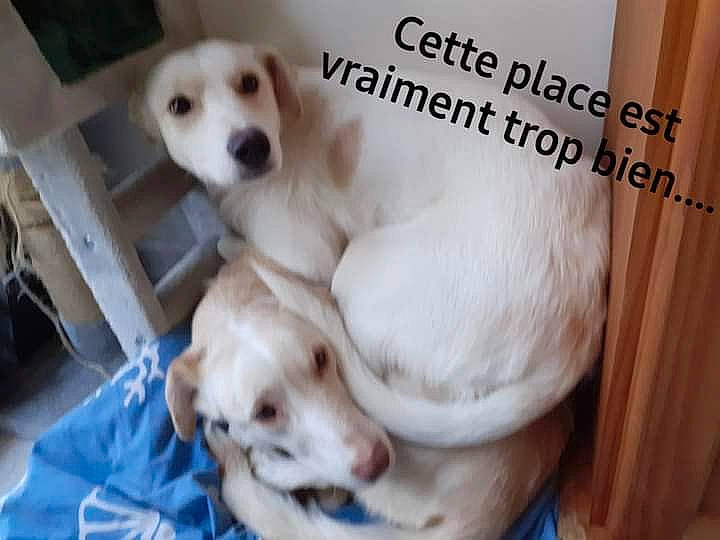 Korail a rejoint le concours — aidez-le/la à gagner de superbes lots ! canidae, carnivore, comfort, companion_dog, dog, dog_breed, dog_supply, fawn, font, fur, paw, pet_supply, photo_caption, puppy_love, retriever, snout, sporting_group, vertebrate, whiskers, working_animal