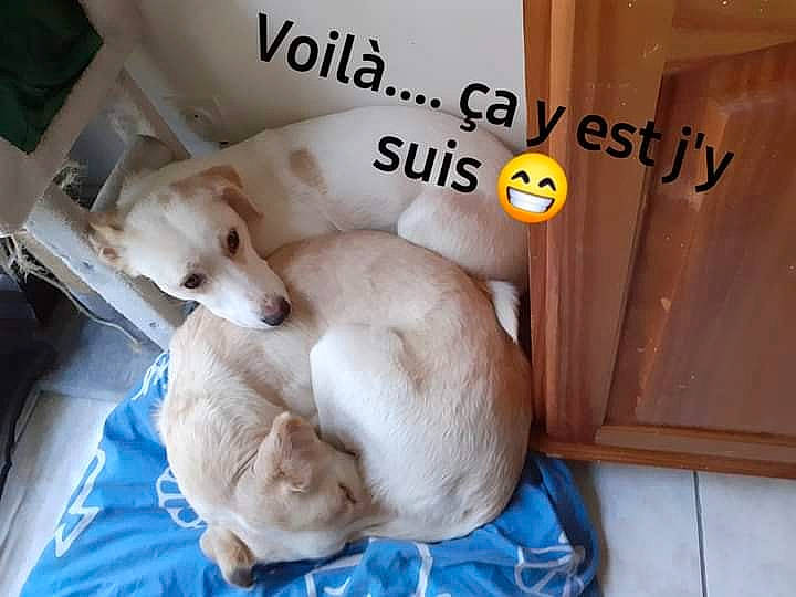 Korail participe au concours pour gagner de l'argent avec cette photo : canidae, carnivore, comfort, companion_dog, dog, dog_breed, dog_supply, fawn, felidae, fur, linens, paw, plush, small_to_medium_sized_cats, snout, sporting_group, stuffed_toy, tail, toy, whiskers