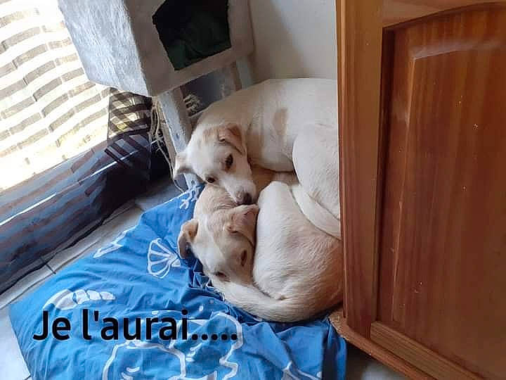 Korail a rejoint le concours — aidez-le/la à gagner de superbes lots ! bed_sheet, bedding, bedroom, canidae, carnivore, comfort, companion_dog, dog, dog_breed, fawn, felidae, flooring, fur, hardwood, linens, nap, room, small_to_medium_sized_cats, sporting_group, wood