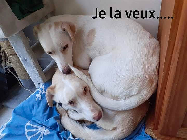 Korail participe au concours pour gagner de l'argent avec cette photo : canidae, carnivore, comfort, companion_dog, dog, dog_breed, dog_supply, fawn, labrador_retriever, paw, photo_caption, puppy, puppy_love, retriever, snout, sporting_group, street_dog, vertebrate, whiskers, working_animal
