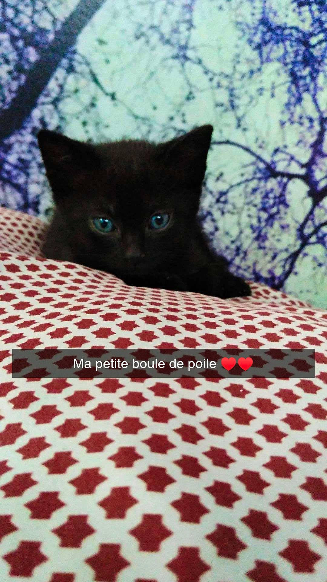 Ruby a rejoint le concours — aidez-le/la à gagner de superbes lots ! black_cat, blue, bombay, carnivore, cat, domestic_short_haired_cat, felidae, flooring, fur, grey, mammal, pattern, plant, small_to_medium_sized_cats, snout, tail, tree, vertebrate, whiskers, wood