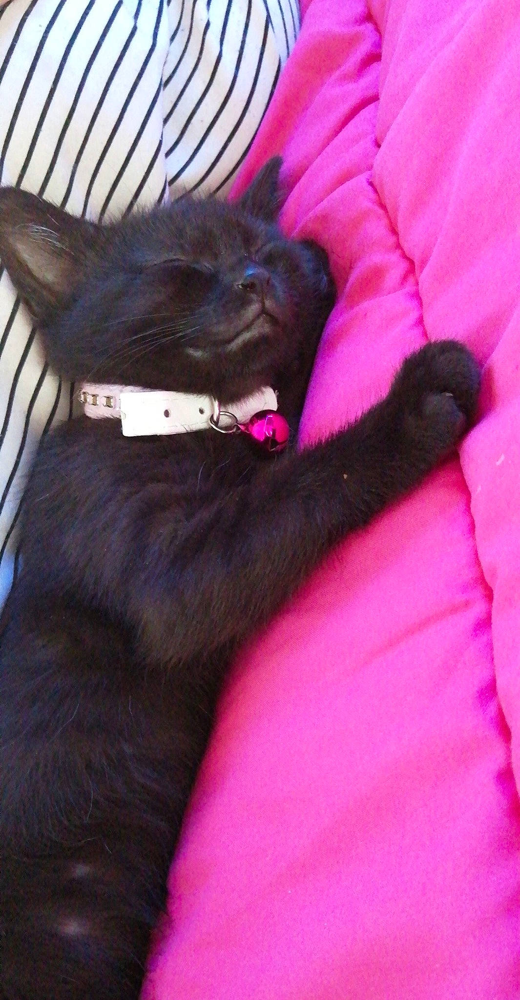 Ruby participe au concours pour gagner de l'argent avec cette photo : black_cat, bombay, canidae, carnivore, cat, claw, collar, comfort, dog_breed, domestic_short_haired_cat, ear, felidae, fur, gesture, magenta, pink, purple, small_to_medium_sized_cats, tail, whiskers