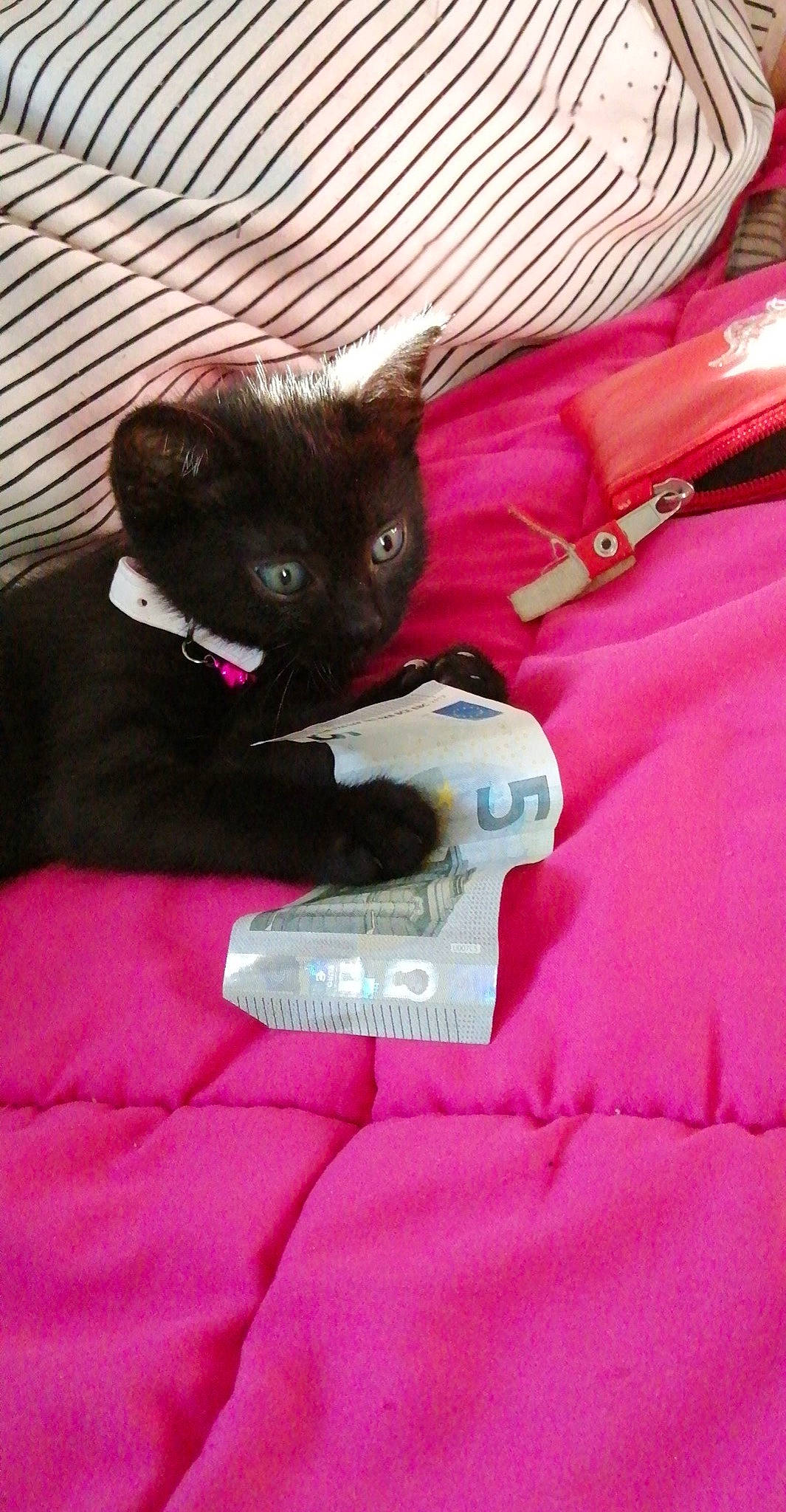 Ruby participe au concours pour gagner de l'argent avec cette photo : bag, black_cat, bombay, canidae, carnivore, cat, comfort, dog_breed, domestic_short_haired_cat, fawn, felidae, fur, linens, magenta, pink, purple, small_to_medium_sized_cats, snout, tail, whiskers