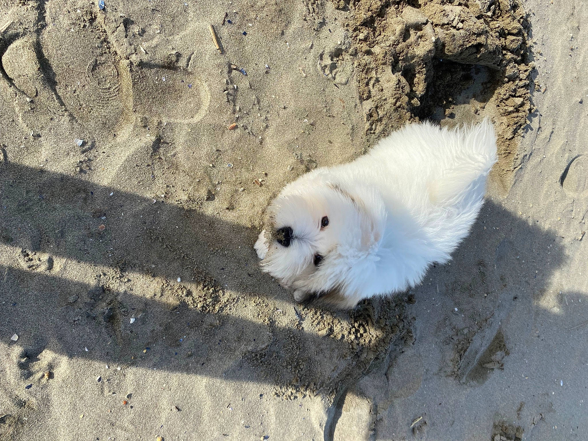 Morgan participe au concours pour gagner de l'argent avec cette photo : asphalt, canidae, carnivore, companion_dog, dog, dog_breed, fur, german_spitz, indian_spitz, non_sporting_group, polish_tatra_sheepdog, road_surface, shadow, snout, soil, sporting_group, terrestrial_animal, wildlife