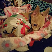 Lily Mae joined the competition — help win amazing prizes! animal, bed, blanket, chihuahua, comfort, cozy, cute, dog, ears, fabric, fleece, fur, indoor, nestled, patterned_blanket, pet, resting, sleepy, small_dog, warm