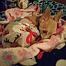 animal, bed, blanket, chihuahua, comfort, cozy, cute, dog, ears, fabric, fleece, fur, indoor, nestled, patterned_blanket, pet, resting, sleepy, small_dog, warm