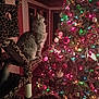 Winnie is registered to the contest to win money with this photo: bauble, cat, cat_tree, christmas_tree, colorful_lights, cozy, curious, festive, fur, gingerbread_ornament, holiday, indoor, living_room, night, ornaments, pet, plush, tree_decorations, window, wood_frame