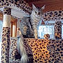 attentive, cat, cat_tree, cozy, fur, indoor, leopard_print, maine_coon, paw, perch, pet, portrait, scratching_post, sitting, sunlight, tail, toy_ball, whiskers, window, wooden_ceiling