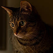 Mooch is registered to the contest to win money with this photo: cat, tabby, close_up, portrait, animal, pet, whiskers, ears, eyes, feline, indoor, window, soft_light, shadow, brown, fur, mammal, curious, quiet, still_life