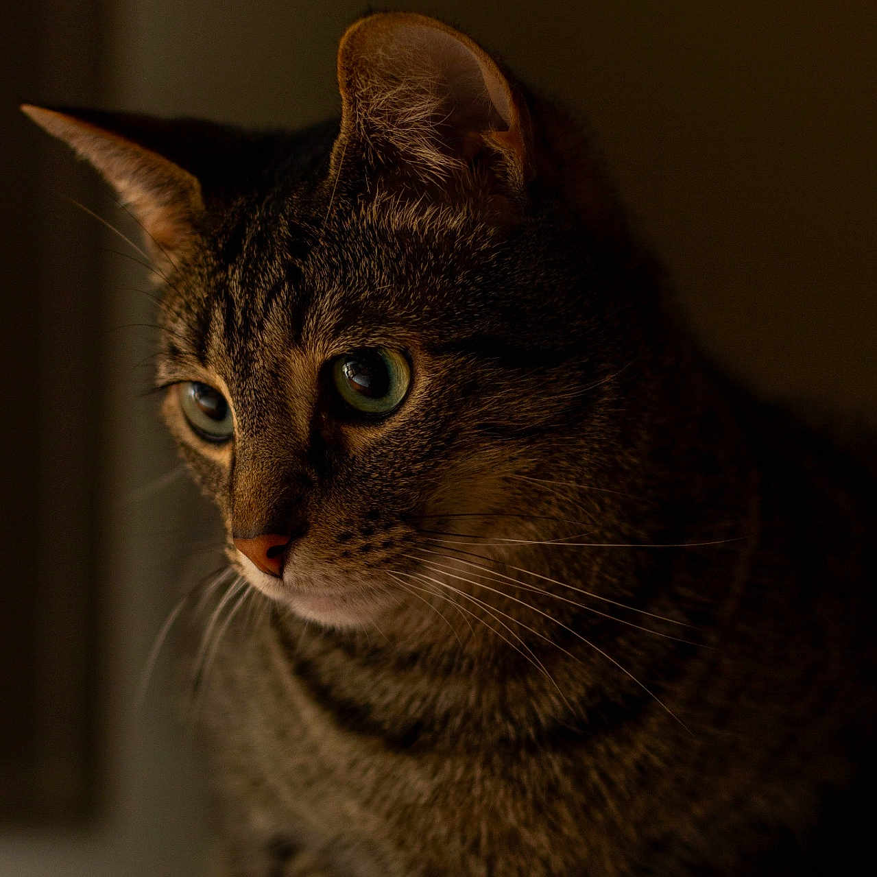 Mooch is registered to the contest to win money with this photo: cat, tabby, close_up, portrait, animal, pet, whiskers, ears, eyes, feline, indoor, window, soft_light, shadow, brown, fur, mammal, curious, quiet, still_life