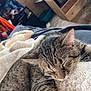 Moose is registered to the contest to win money with this photo: animal, blanket, cat, closeup, comfort, cozy, cute, fur, furniture, home, indoor, peaceful, pet, relaxation, resting, sleeping, soft, tabby_cat, whiskers, wooden
