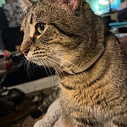 Moose joined the competition — help win amazing prizes! animal, blanket, cat, close_up, collar, cozy, curious, domestic, ears, eyes, feline, fur, home, indoor, mammal, pet, profile, sitting, tabby, whiskers