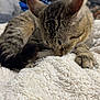 Moose is registered to the contest to win money with this photo: animal, bedroom, blanket, blurred_background, cat, cozy, cute, domestic, feline, fur, household, indoor, paw, pet, relaxed, resting, sleeping, soft_texture, tabby_cat, whiskers