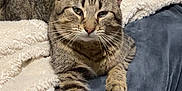 Moose is registered to the contest to win money with this photo: animal, bed, blanket, cat, comfort, cozy, cute, domestic, feline, fur, indoor, lying_down, paws, pet, relaxed, resting, sleepy, soft, tabby, whiskers