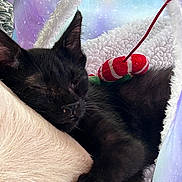 Baby Girl is registered to the contest to win money with this photo: animal, black_cat, close_up, comfort, cozy, cute, domestic_cat, feline, fluffy, indoor, kitten, paw, pet_bed, red_toy, relaxation, resting, sleeping, soft_texture, toy, whiskers