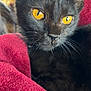 animal, black_cat, blanket, cat, close_up, cozy, cute, domestic_animal, feline, fur, golden_eyes, indoor, pet, portrait, red_blanket, relaxed, sleepy, snuggled, soft_texture, whiskers