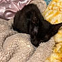 animal, black_cat, blanket, comfort, cozy, cute, domestic, fleece, fur, furry, indoor, kitten, nap, pet, relaxation, resting, sleeping, small, soft, warm