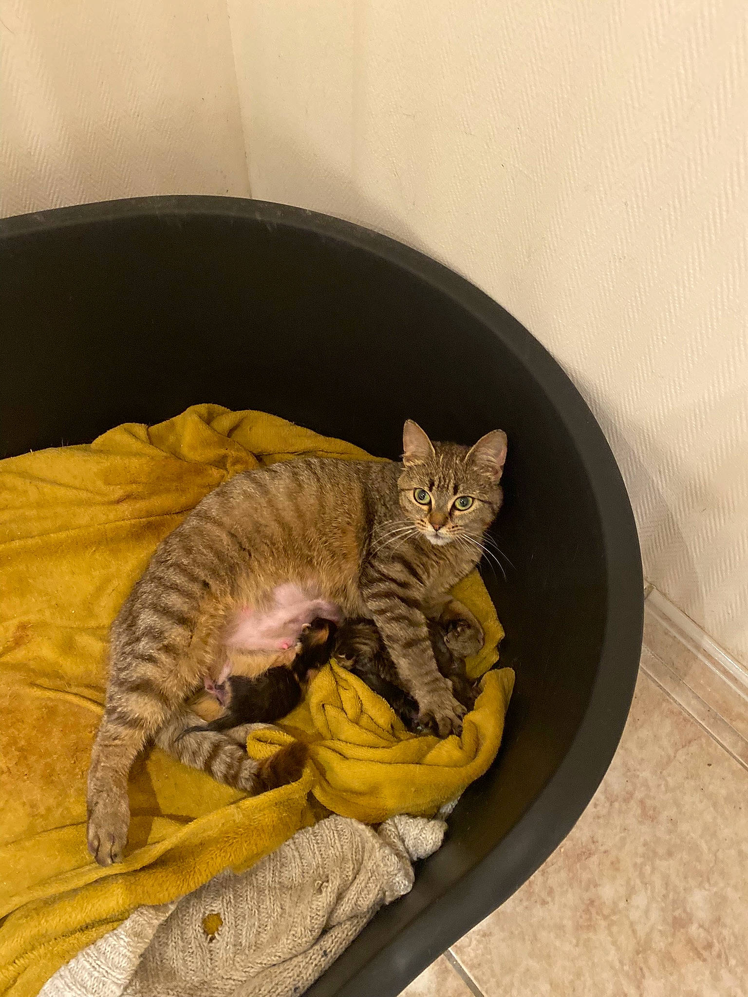 Mimine participe au concours pour gagner de l'argent avec cette photo : carnivore, cat, cat_bed, cat_supply, comfort, domestic_short_haired_cat, fawn, felidae, fur, paw, pet_supply, small_to_medium_sized_cats, tail, terrestrial_animal, whiskers, window