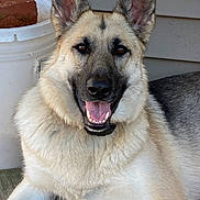Roxxy is registered to the contest to win money with this photo: animal, brick, bucket, canine, close_up, dog, domestic_animal, ears_up, eyes, fur, german_shepherd, happy, muzzle, nose, outdoor, pet, portrait, smiling, tongue_out, wooden_deck