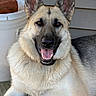 animal, brick, bucket, canine, close_up, dog, domestic_animal, ears_up, eyes, fur, german_shepherd, happy, muzzle, nose, outdoor, pet, portrait, smiling, tongue_out, wooden_deck
