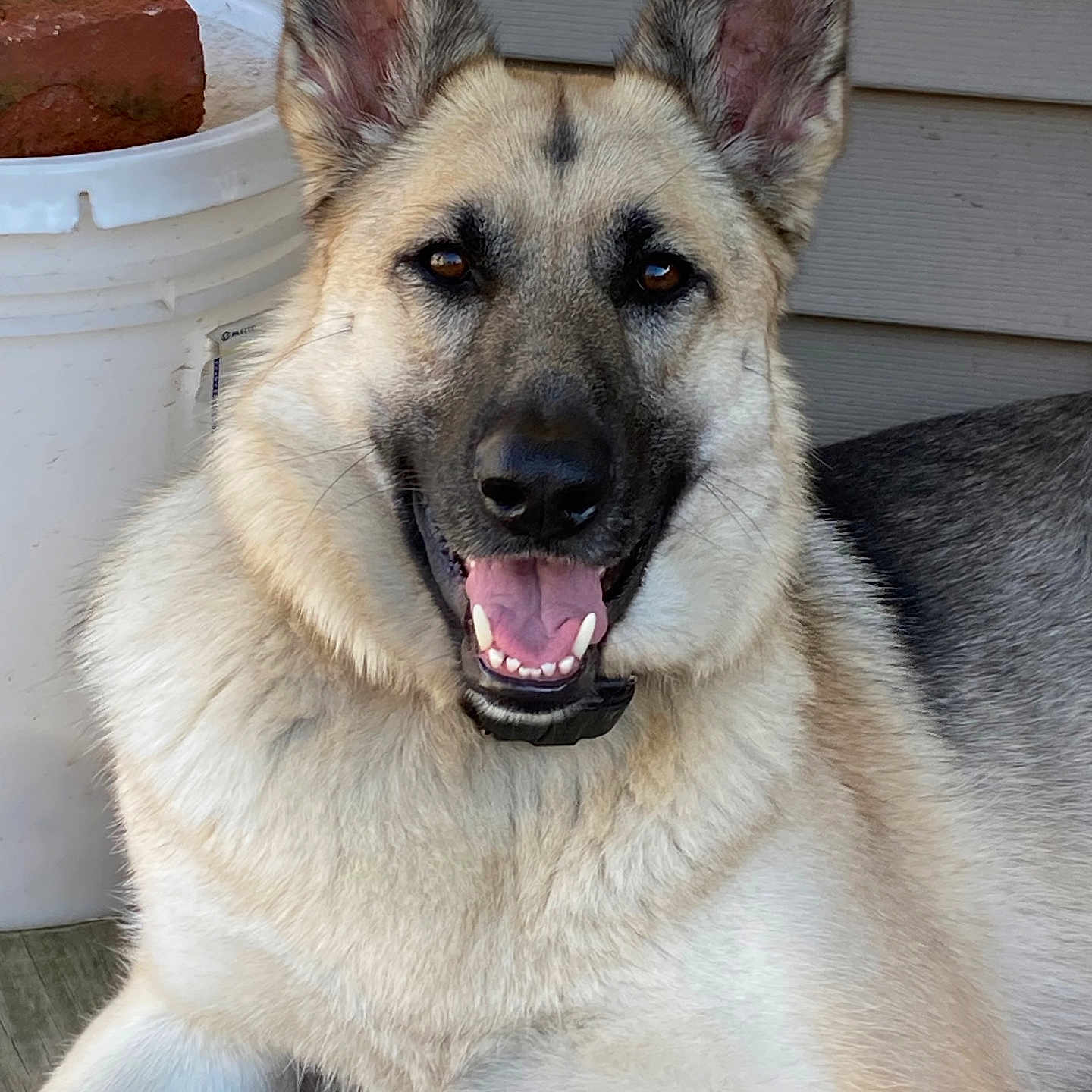 Roxxy