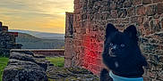 Blue a rejoint le concours — aidez-le/la à gagner de superbes lots ! dog, black_dog, harness, stone, ruins, moss, sunset, sky, clouds, nature, outdoor, historic, wall, landscape, hill, animal, pet, sitting, scenic, quiet