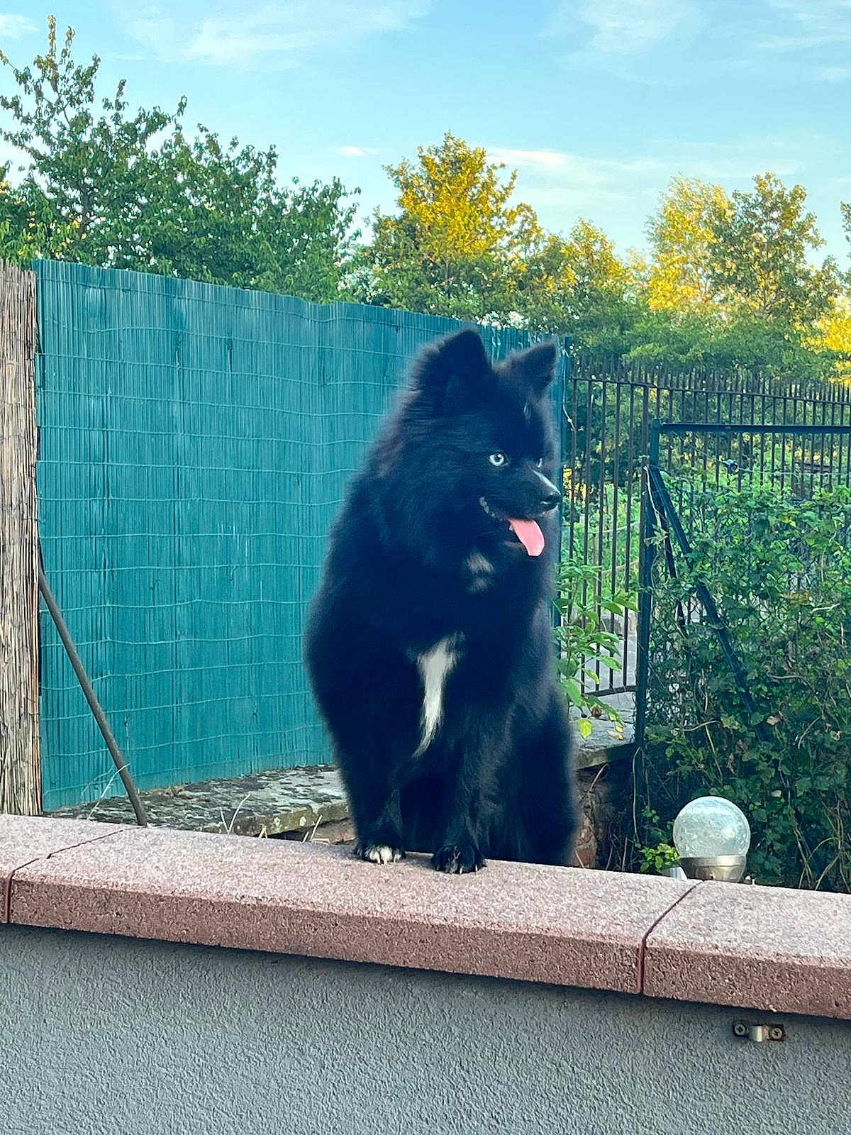 Blue participe au concours pour gagner de l'argent avec cette photo : dog, black_dog, blue_eyes, tongue_out, fluffy, sitting, stone_ledge, fence, trees, outdoor, backyard, greenery, sunlight, pet, animal, nature, daylight, happy, canine, watching