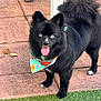 Blue a rejoint le concours — aidez-le/la à gagner de superbes lots ! dog, black_dog, blue_eyes, bandana, outdoor, tongue_out, fluffy, pet, animal, happy, grass, pavement, tail, ears, cute, small_dog, playful, canine, standing, fur