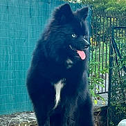 Blue participe au concours pour gagner de l'argent avec cette photo : dog, black_dog, fluffy, blue_eyes, tongue_out, sitting, outdoor, garden, fence, greenery, pet, canine, animal, fur, portrait, daylight, nature, cute, friendly, alert