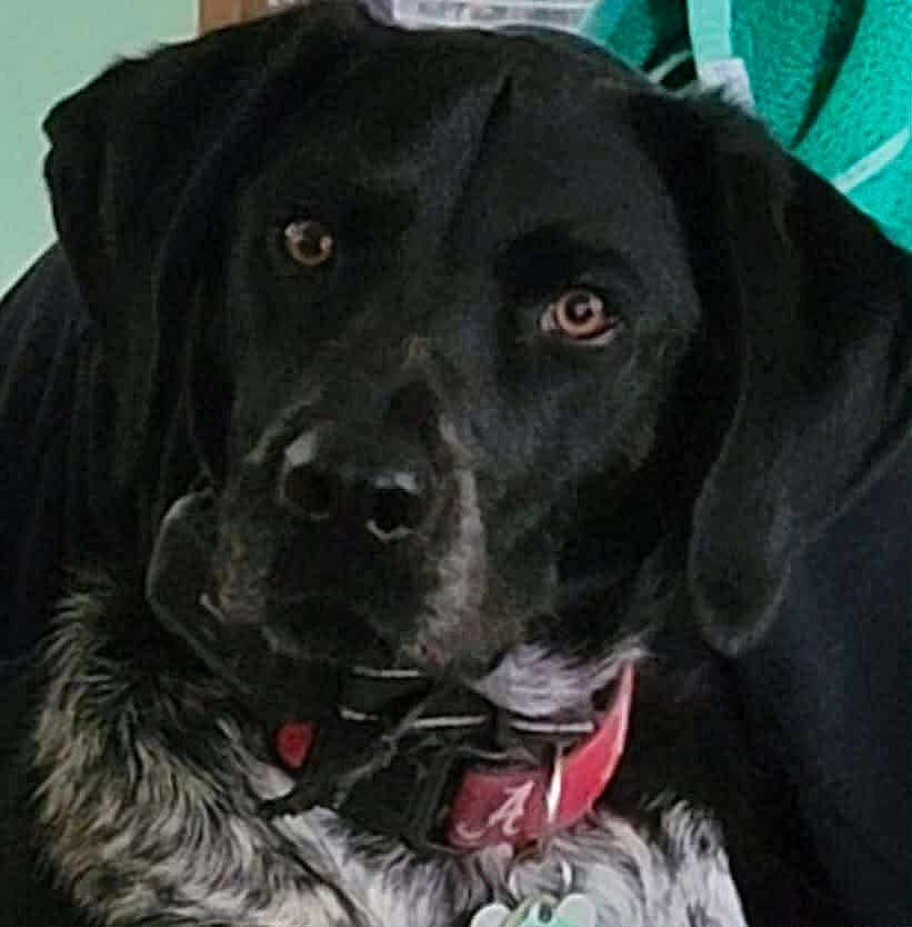 Jake joined the competition — help win amazing prizes! dog, black_dog, white_fur, collar, pet, close_up, indoor, curious, animal, mammal, domestic_animal, looking, face, ears, fur, tag, portrait, companion, canine, black_and_white