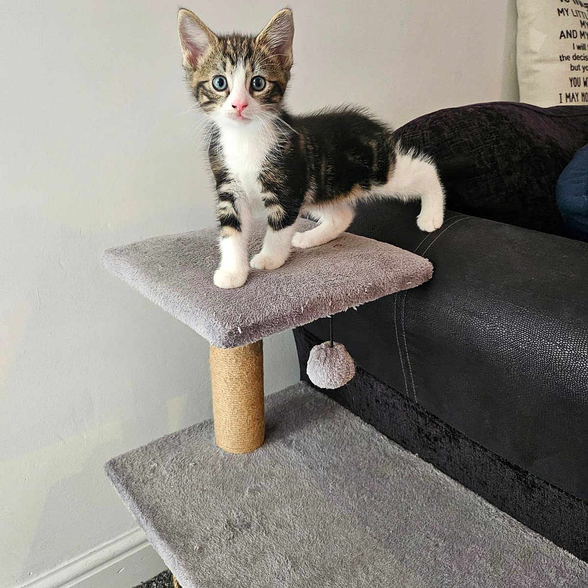 Prince joined the competition — help win amazing prizes! animal, black, blue_eyes, carpeted, cat, cat_tree, curious, cute, ears, furniture, gray, indoor, kitten, paws, pet, small, sofa, whiskers, white, young