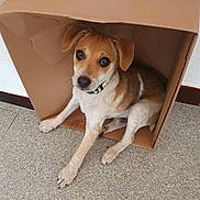Ulius participe au concours pour gagner de l'argent avec cette photo : animal, brown, canine, cardboard_box, collar, companion, curious, cute, dog, domestic_animal, floor, indoor, looking_up, pet, portrait, puppy, sitting, small_dog, wall, white