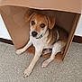 animal, brown, canine, cardboard_box, collar, companion, curious, cute, dog, domestic_animal, floor, indoor, looking_up, pet, portrait, puppy, sitting, small_dog, wall, white